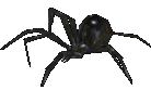 Giant Black Widow