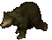 Brown Bear