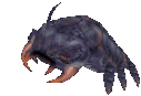 Ant Lion
